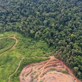 La législation concernée interdit à partir de fin 2024 la commercialisation dans l'UE d'une série de produits (cacao, café, soja, huile de palme, bois, viande bovine, caoutchouc, cuir, ameublement, papier...) s'ils proviennent de terres déboisées après décembre 2020. Ici, en Indonésie. KEYSTONE/EPA/HOTLI SIMANJUNTAK